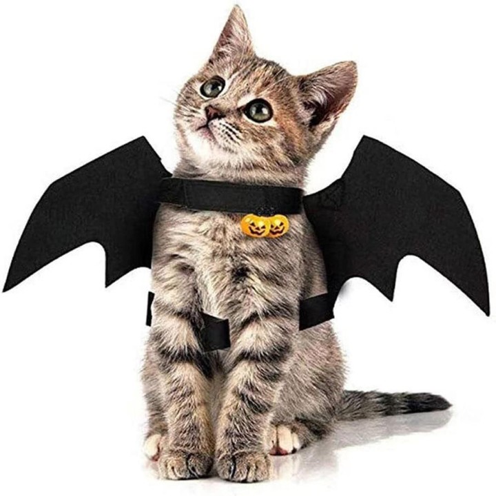 Katzen-Halloween-Kostüm mit Fledermausflügeln, schwarze Haustierbekleidung, Halloween-Party-Verkleidungszubehör für Katzen, k