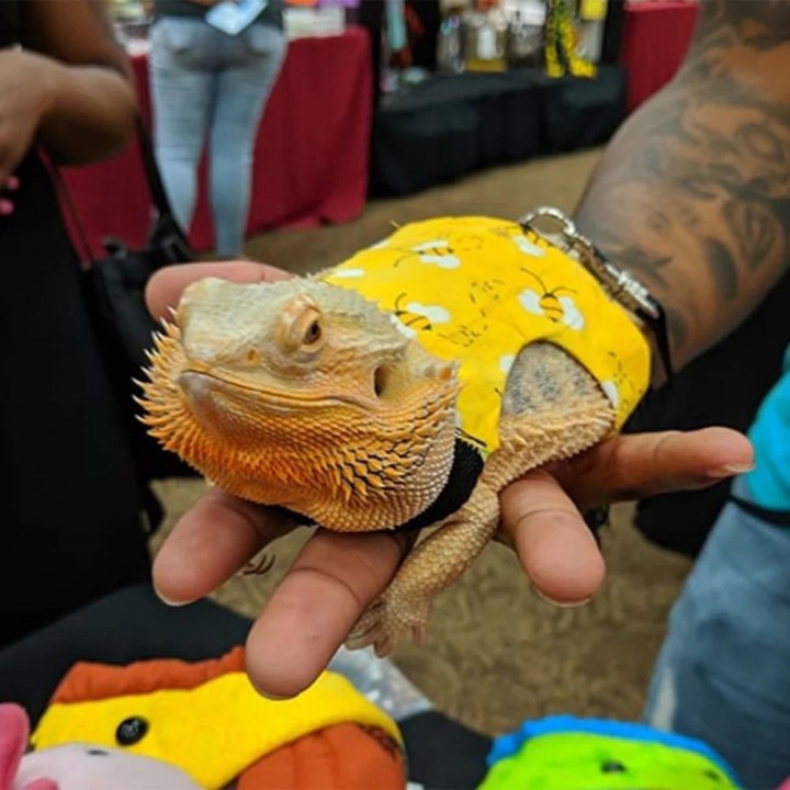 Weste für Bartagamen, Leine, Weste für Eidechsen, stilvolles Leinen-Set, Drachenweste, Bienendruck, verstellbare Schnalle, at