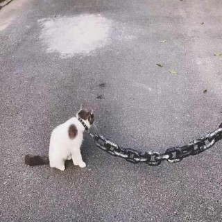 Haustierleinen für Hunde 2M/6,56 Ft wasserdichte Welpenketten großes Hundeseil Hundetrainingsleinen lustige stoßdämpfende Hun