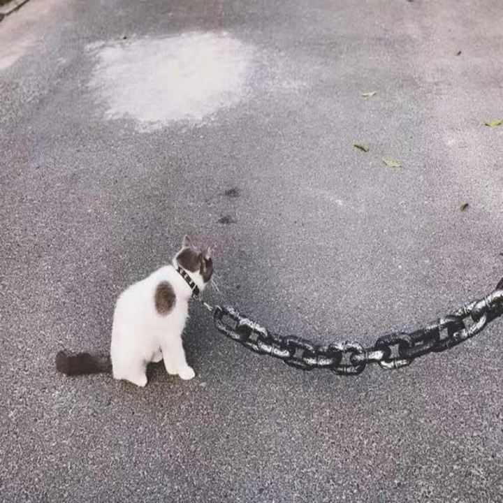 Haustierleinen für Hunde 2M/6,56 Ft wasserdichte Welpenketten großes Hundeseil Hundetrainingsleinen lustige stoßdämpfende Hun