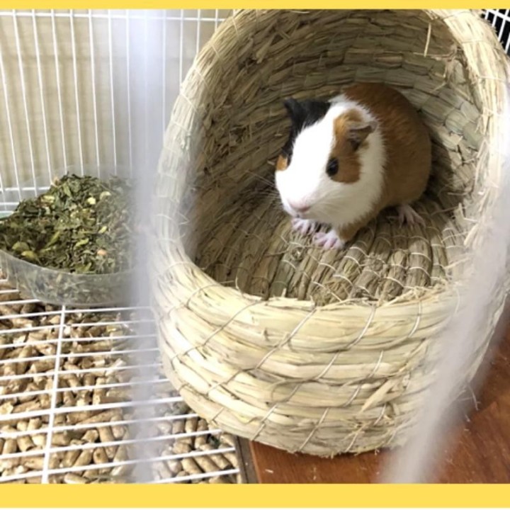 Hamsternest, warmes Eichhörnchen, Meerschweinchen, Meerschweinchen, Igel, Kaninchennest, Heimtierbedarf, Winter, Hängeohrkani