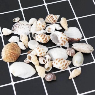 Mix Style Natürliche Muschel Conch Aquarium Landschaft Winzige Meeresmuschel Strand Dekor Aquarium Zubehör Party DIY Handwerk