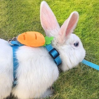 Für kleine Tiere Harness Gürtel Kaninchen Harness Leine Bunny Kostüm Pet Traction Pet Leads Rope M-Avocado