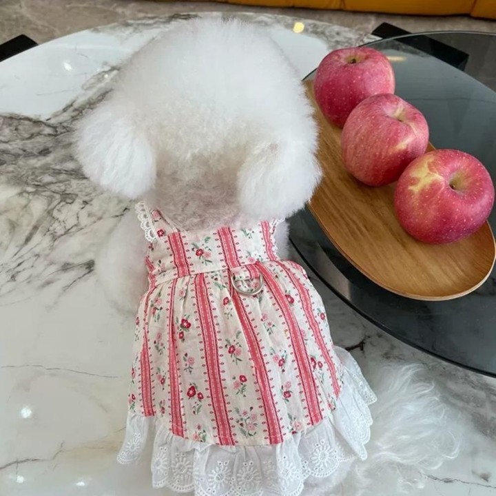 Haustierkleidung Frühling/Sommer Neuer gestreifter Spitzenrock mit Blumenmuster Teddybär Katze Dünne Kleidung Hundekleidung f