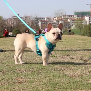 Hundegeschirr und Leine-Set, Brust und Rücken für Haustiere im Westenstil, reflektierendes und atmungsaktives Hundegeschirr z
