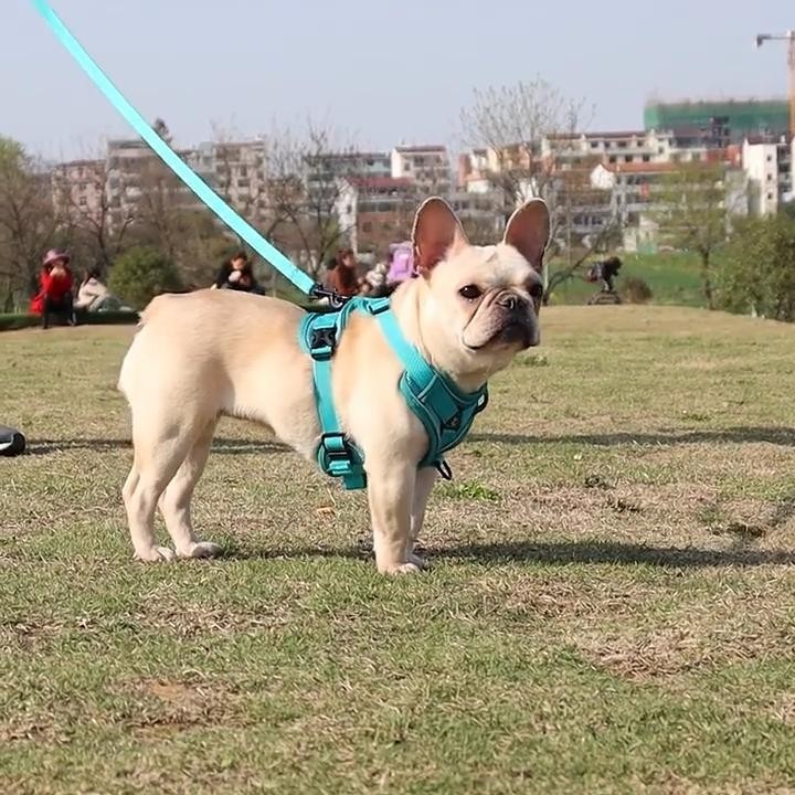 Hundegeschirr und Leine-Set, Brust und Rücken für Haustiere im Westenstil, reflektierendes und atmungsaktives Hundegeschirr z