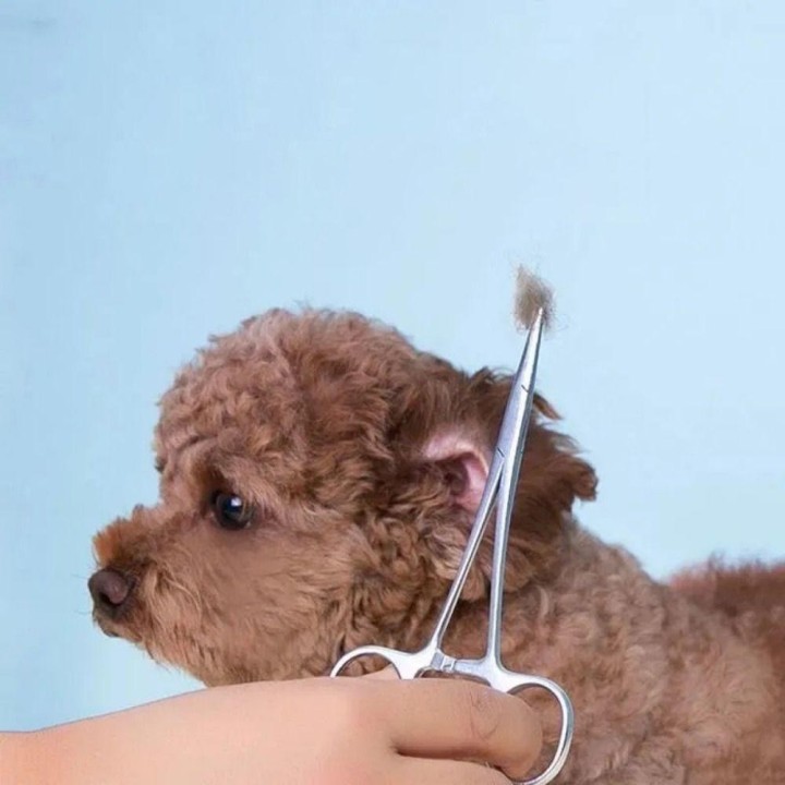 Spitze Hundepflegeschere Trauma-Schere Schere Katze Chirurgische Pinzette Haustier Hämostatischer Clip Curved Tip silber