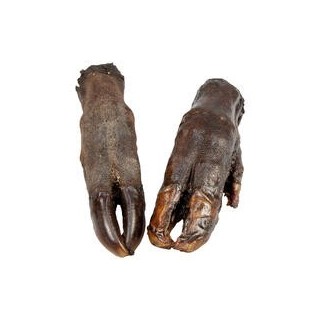 Schecker - Wildschwein-Pfoten