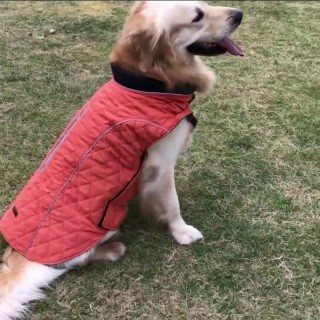 Winter-Hundemäntel, Hundebekleidung für kaltes Wetter, winddichte warme Hundejacke im britischen Stil für Hundemäntel für den