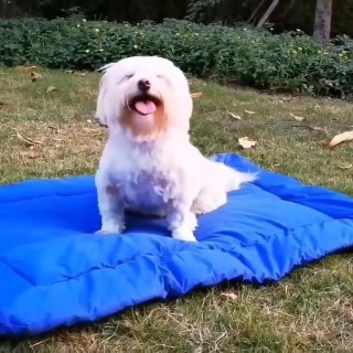 Tragbares großes Hundebett, faltbar, Welpenhütte, Sofa, Bankkissen, wasserdicht, für den Außenbereich, Haustier-Couch, Matten