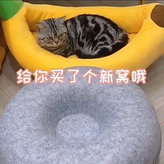 Katzenbett, Donut-Form, interaktives Haustierhaus für 2 Katzen, Filztunnel, Kätzchenbetten, abnehmbare, halb geschlossene Kat