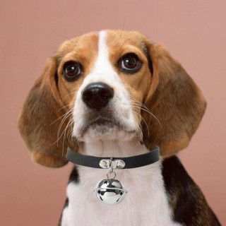 Haustierhalsband, verstellbar, verschleißfest, Kunstleder, Hundehalsband mit Anhänger, Dekor, Hals-Accessoires