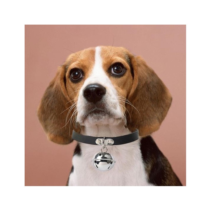 Haustierhalsband, verstellbar, verschleißfest, Kunstleder, Hundehalsband mit Anhänger, Dekor, Hals-Accessoires