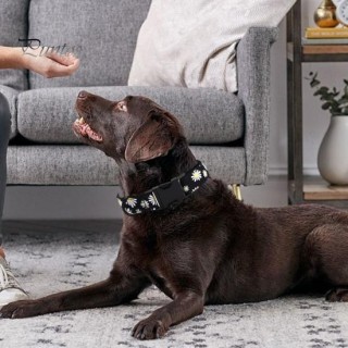 Hundehalsband für Jungen und Mädchen, Welpenhalsband, verstellbar, niedliche Blumen-Haustierhalsbänder mit Sicherheitsschnall