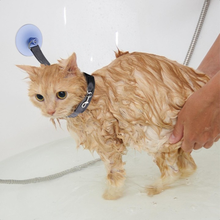 Neu Verwöhnen Sie Ihr geliebtes Haustier mit einem luxuriösen und erholsamen Tag in unserem opulenten Pet Spa Salon - Verwöhn