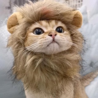 Tragbare und praktische Löwenmähnenperücke aus Polyester für Katzen, die unterwegs Spaß haben, praktisch und tragbar
