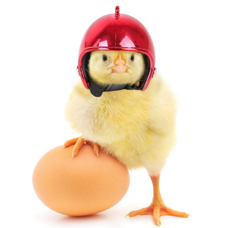 2024 Neuer Hühnerhelm für kleine Haustiere, Geflügel, Vögel, Enten, Kopfbedeckung, Hut, Kappe, Kopfschutz, Vogelkopfhelm, Hei