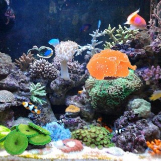 Lebensechte Dekoration für Aquarien, weiches Korallenriff, künstliches Korallenriff, simuliertes Riff, Aquarium-Ornament red-