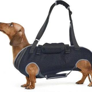 Haustierhilfe für ältere Menschen mit Behinderung, Gassigehen mit dem Hund, Behindertenhilfe, Gassigehen mit dem alten Hund,