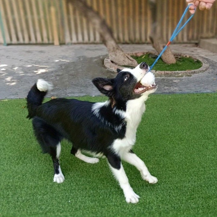 1 stück Haustierspielzeug Ball Hund Gummispielzeug Mit Seil Haustiere Training Interaktiver Ball Bissfest Backenzähne Reinigu