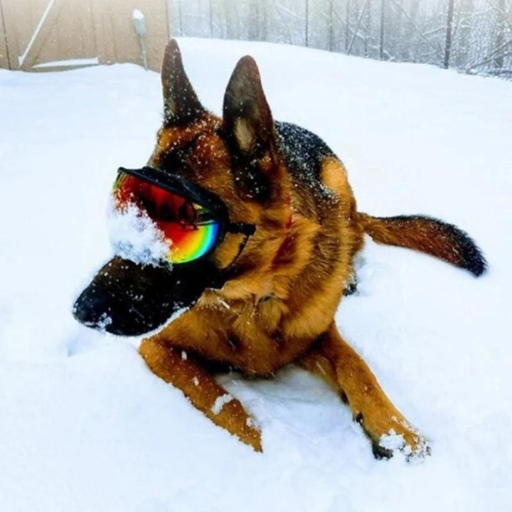 Outdoor-Hundebrille, Hunde-Haustierbrille, Hunde-Mode-Sport-Sonnenbrille, verstellbarer Riemen für Reisen, Skifahren und Anti