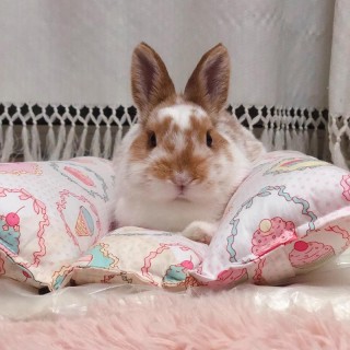 Kaninchen Chinchilla Bett Matte Haus Nest Hamster Zubehör Kleine Tier Meerschweinchen Hamster Bett Haus Winter Warm Eichhörnc