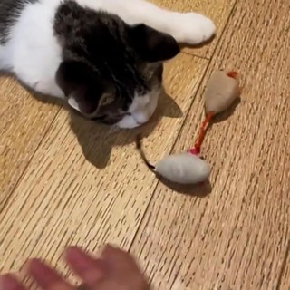 Rattenlärm Maus Plüschtiere füttern 3 Stück/Set Spielzeugsimulationskatzen