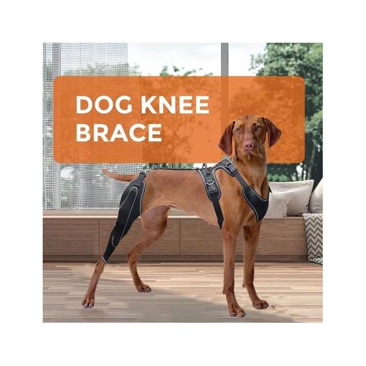 Knieorthese für das Hinterbein von Hunden, Knieorthese für die Hüfte von Hunden, ACL-Unterstützung bei Hüftdysplasie, Arthrit