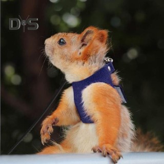 Bartagamen-Geschirr und Leine im Set, verstellbar, Eidechsen-Geschirr mit Nylonseil, Zugseil für Kleintiere, Zubehör für Bart