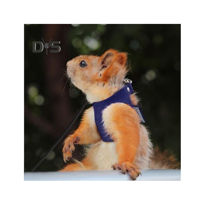 Bartagamen-Geschirr und Leine im Set, verstellbar, Eidechsen-Geschirr mit Nylonseil, Zugseil für Kleintiere, Zubehör für Bart