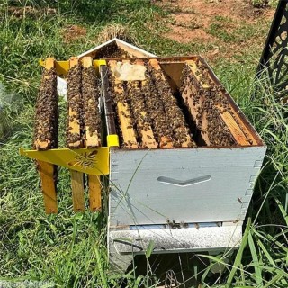 Beehive Halterung Beehive Rahmen Holde Edelstahl Bee Hive Rahmen Grip für Bienenzucht Bee Hive Ständer Imker Werkzeuge Inspek
