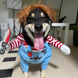 Hunde-Halloween-Cosplay-Kostüm für kleine, mittelgroße Hunde, Katzen, Welpen, Kätzchen, lustige Party-Kleidung, französische