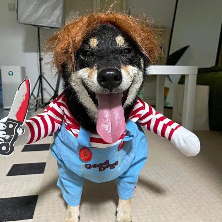 Hunde-Halloween-Cosplay-Kostüm für kleine, mittelgroße Hunde, Katzen, Welpen, Kätzchen, lustige Party-Kleidung, französische