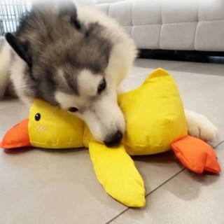 Kauente für Hunde, zum Abbau von Langeweile und Stress, Quacksalber-Ente, interaktives Haustierspielzeug, Oxford-Stoff, beruh
