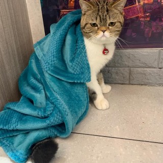 Haustierdecke, Flanellüberwurf für Hunde und Kätzchen, Decken, superweich, flauschig, Premium-Welpen-/Katzenhandtuch, Fleece-