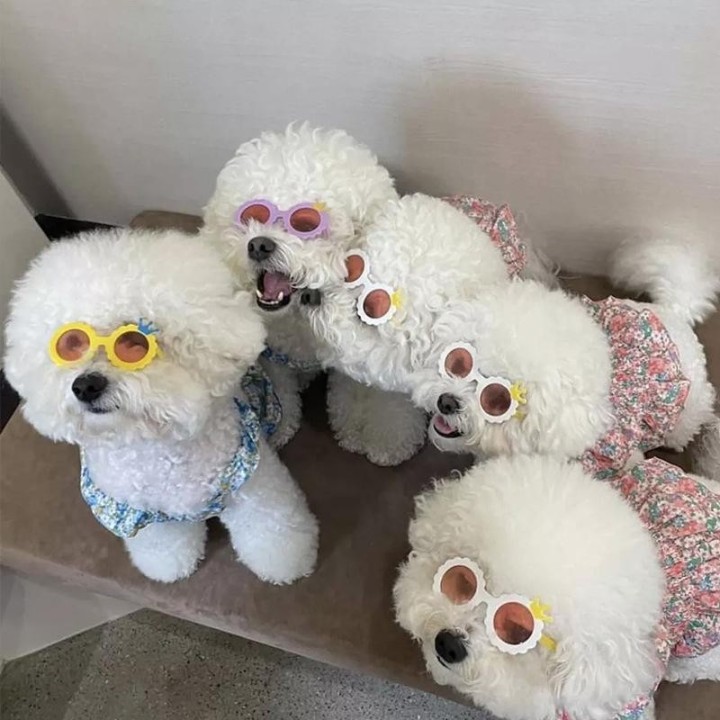 „Sonnenbrillen für Katzen – süße Modeaccessoires und Spielzeugbrillen“ PJ-601-05 frame sunglasses gelb