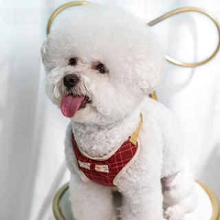 Set mit Geschirr und Leine für kleine Hunde, Weste für Haustier und Katze, Geschirr mit Schleife, gepolsterte Haustierleinen