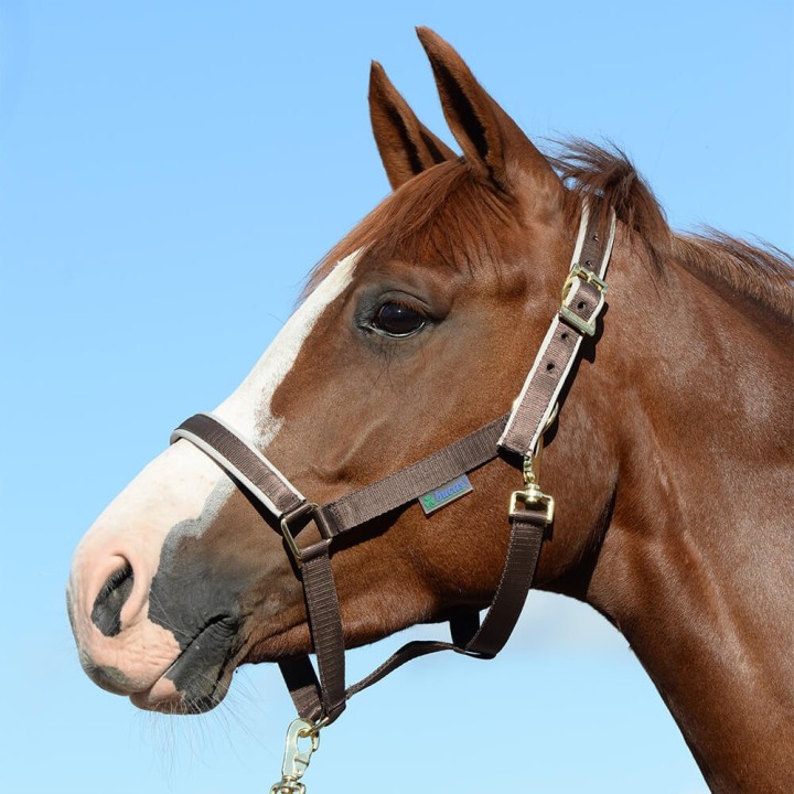 Bucas Halfter Dublin