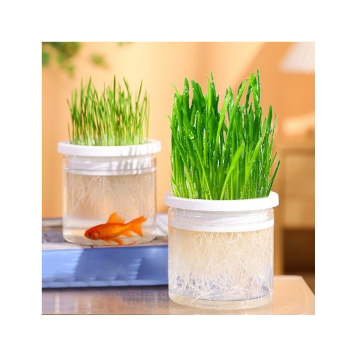 Wiederverwendbarer Pflanzkasten für Katzenminze, belüftet, sicher, erdloser Behälter zum Wachsen von Katzengras weiß