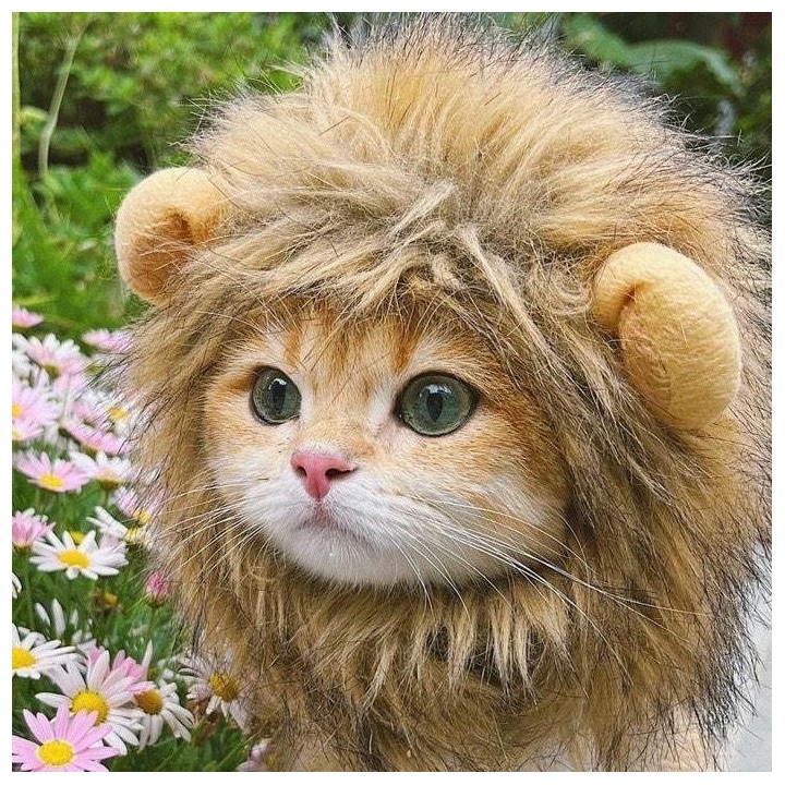 Katzen-Löwen-Kopfbedeckung, Hasenohren, kleiner Hund, Hundemütze, Haustier, niedlich, skurriles Zubehör, Kopfschmuck, zum Ver