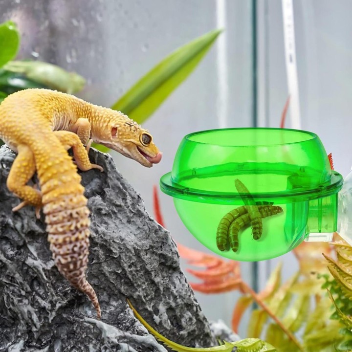 Reptil Feeder Bowl Amphibien Fütterung und Bewässerung Container Terrarium Waterer für