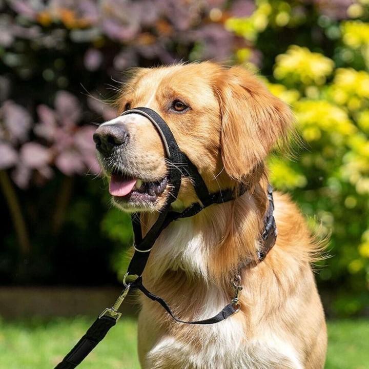 Einstellbare Anti-Bell-Non-Pull Nylon Leader Harness Hundehalfter Hundehalfter Hundemaulkorb S