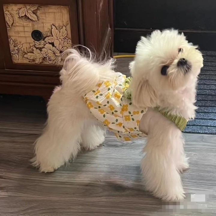 Haustier Blumen Kürbis Gruppe Hundegurt Schleife Kleid Sommer süße Punkte Prinzessin Kleid Welpen Teddy Katze Hundekleid klei
