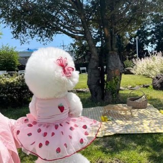 Hundekleid, süßer Rock mit Erdbeer-Gänseblümchen-Muster, Welpen-Prinzessinnenkleider, Chihuahua, Yorkie, süße Röcke, Sommer-H