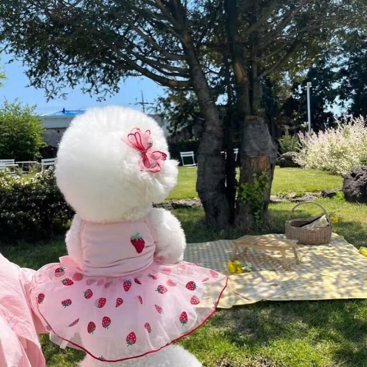 Hundekleid, süßer Rock mit Erdbeer-Gänseblümchen-Muster, Welpen-Prinzessinnenkleider, Chihuahua, Yorkie, süße Röcke, Sommer-H