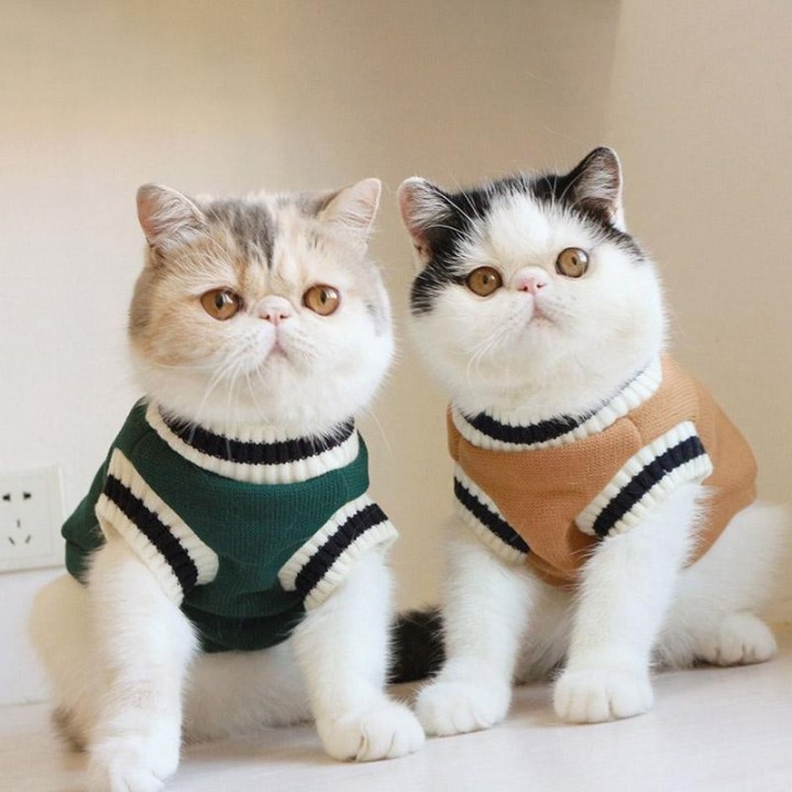 Weihnachten Katze Hund Pullover Pullover Winter Kleidung für kleine Hunde Katze Weste Welpen Jacke Haustier Katze Kleidung Ki