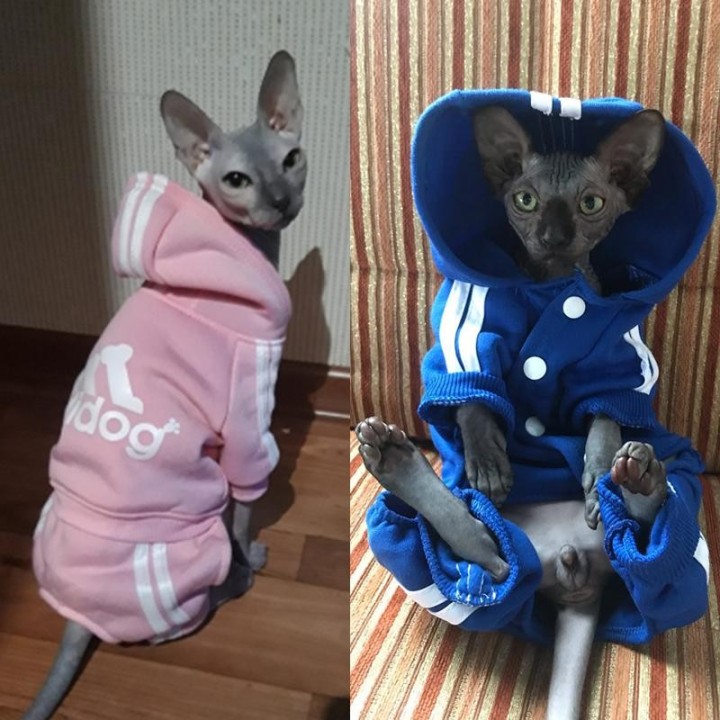 Niedlicher Katzenpullover mit Kapuze, warme Winter-Haustierkleidung für Katzen, Sphynx-Katten-Kleidung, Outfit, Ropa Para Gat