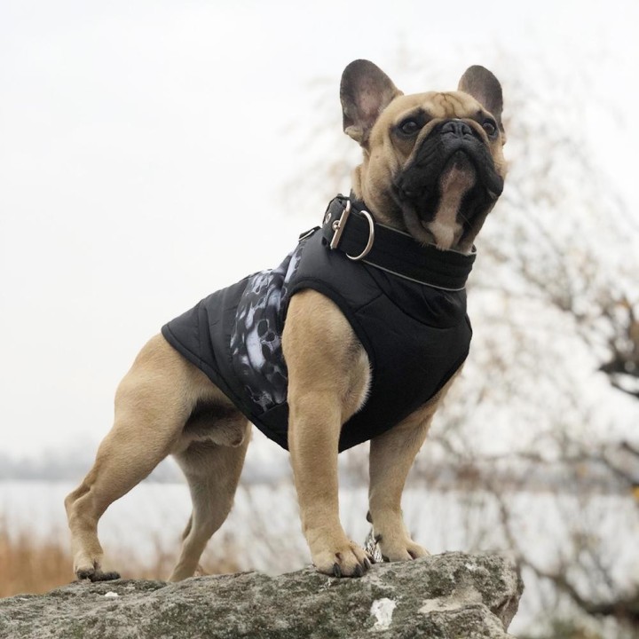 Warme Winter-Hundekleidung für kleine Hunde, Haustier-Kleidung, Welpen-Outfit, winddichte Hundejacke, Chihuahua-Mantel für fr