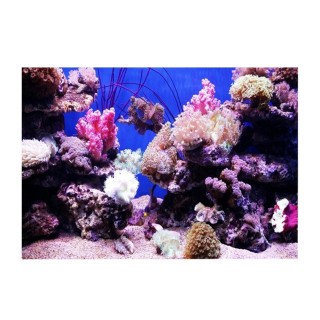 3D Effect Adhesive Coral Seaworld Poster for Aquarium Fish Tank Decoration 61 x 41cm