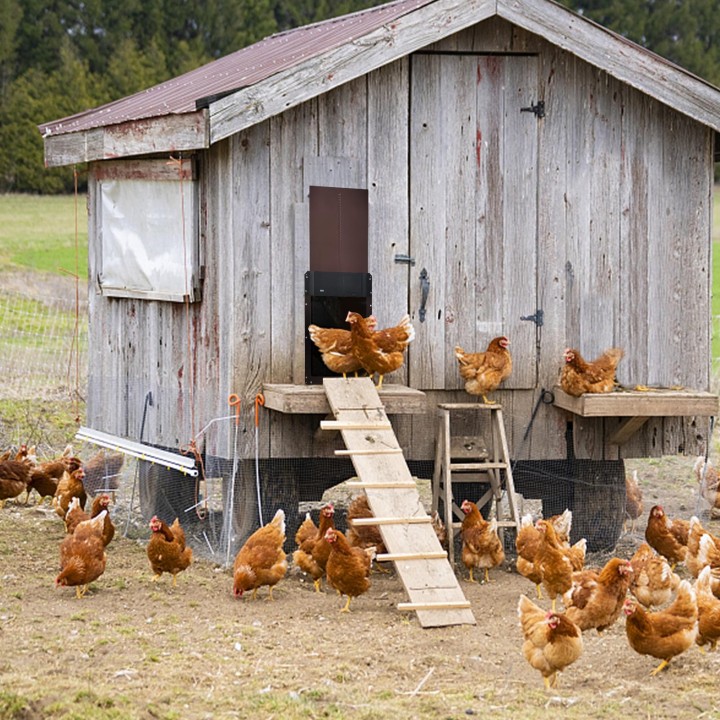 Geflügel Tor Huhn Hennery Henhouse Türöffner Lichtsensoren Automatische Hebe Opener Magnetics schwarz